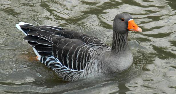 Goose gri mare. Creșterea și creșterea animalelor