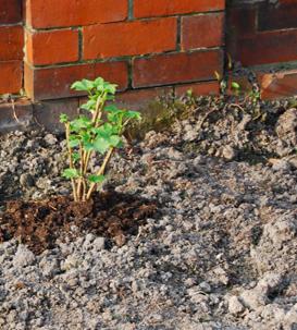 plantația de coacăze în toamnă