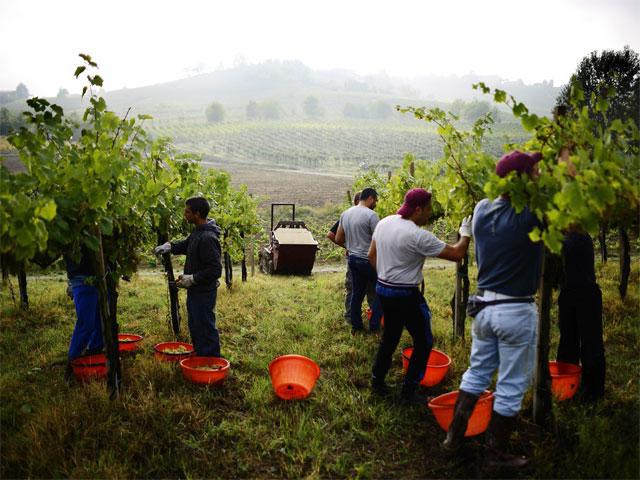 Agricultura în Italia - caracteristici și specificități