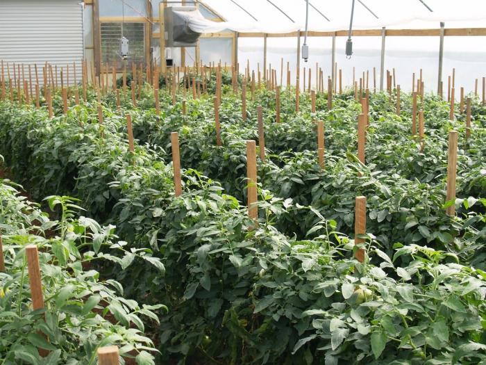 Plantarea unei tomate într-o seră: reguli și trăsături