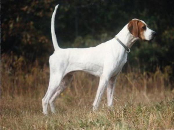 rasa de câine cocker spaniel englezesc 