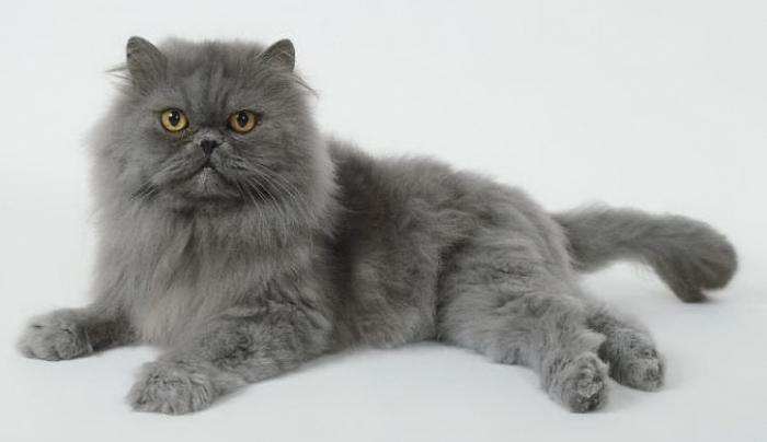Persană pisică fotografie