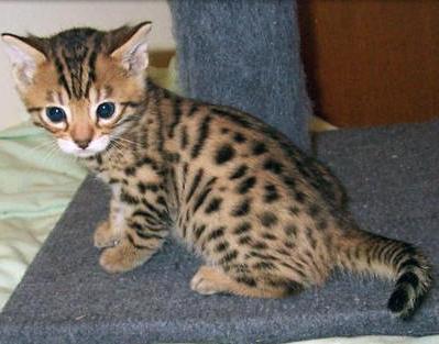 Bengal pisoi