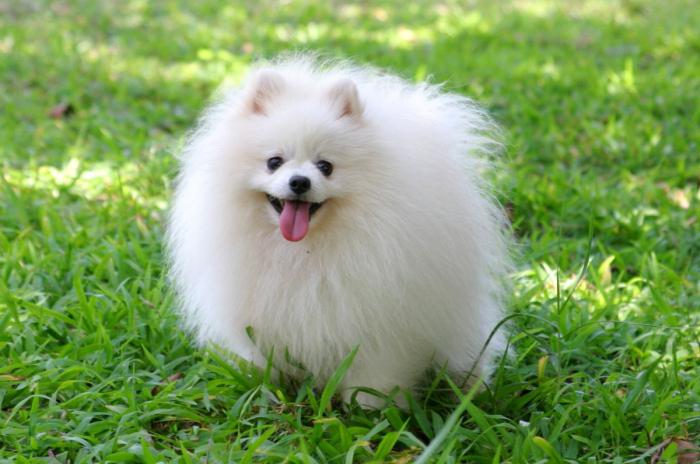 pomeranian culori pomerane