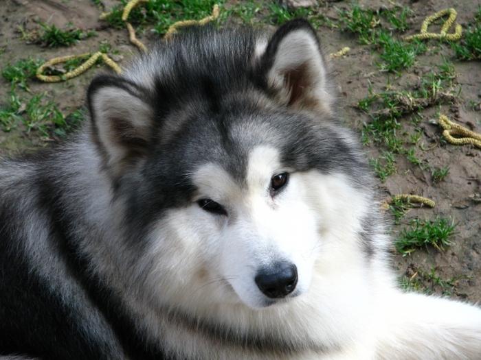 Malamute rasa de câine: informații generale despre "ursul" din Alaska