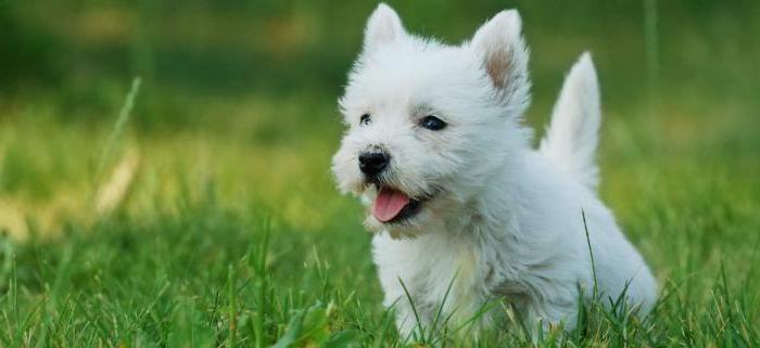 West Highland White Terrier - câine de câine din publicitate 