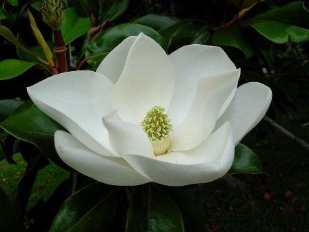 magnolia acasă flori