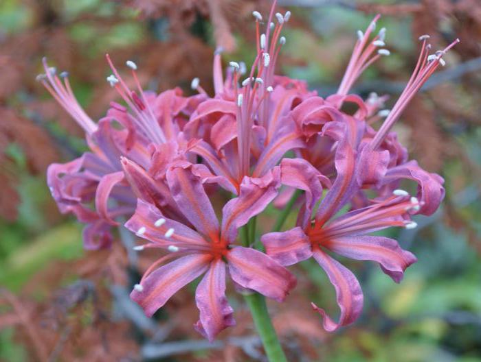 Nerine Bowden plantarea și îngrijirea 