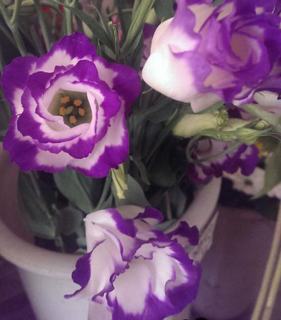 Eustoma de îngrijire