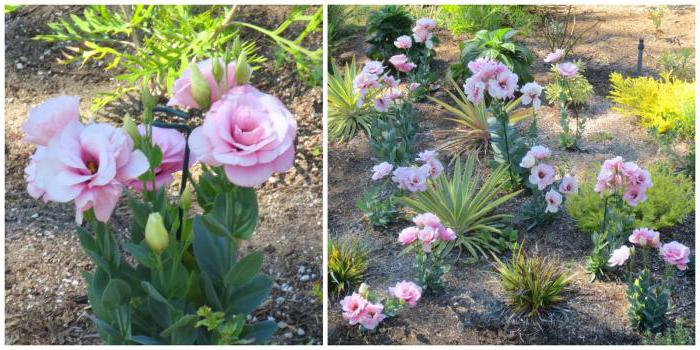 Eustoma sau lisianthus descriere