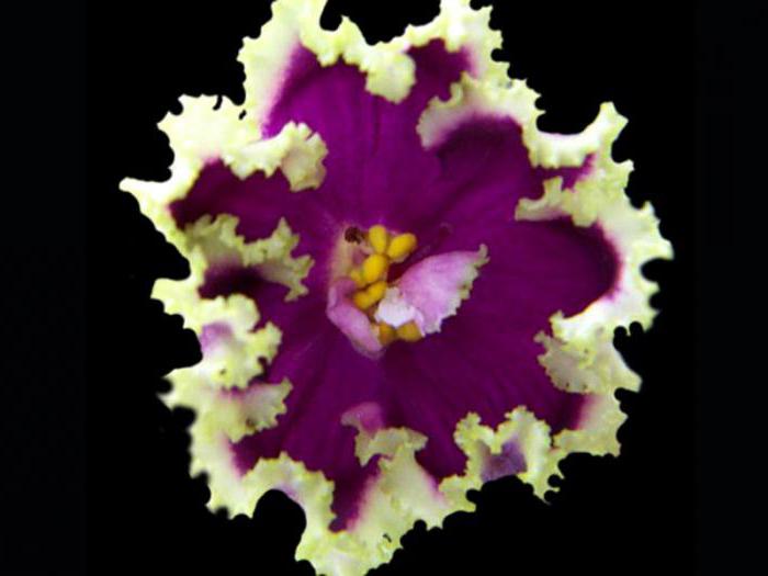 Violet "esmeralda": descriere, îngrijire