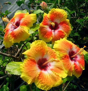 Hibiscus treelike grădină: descrierea plantei, îngrijire, reproducere