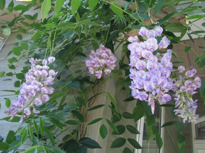 Wisteria în suburbiile fotografie