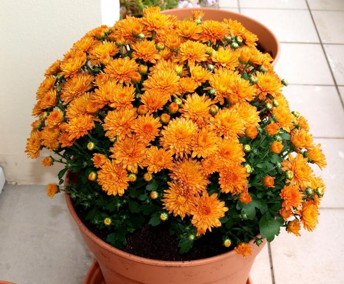 Chrysanthemum coreeană: subtilități de plantare, îngrijire, formarea de tufișuri