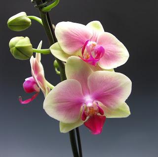 Cum se face floarea de orhidee de mai multe ori pe an?