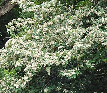 Cotoneaster comună