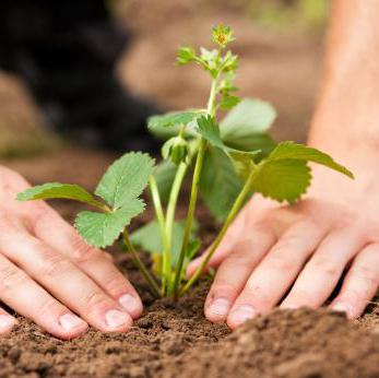 Marmeladă de căpșună: plantare și creștere