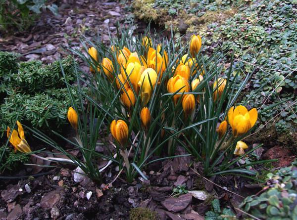 Când să plantați crocuses - în toamnă sau primăvară?