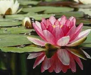 simbol floare de lotus