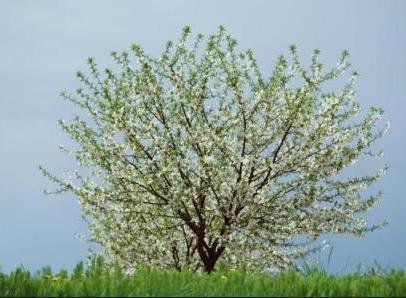 Este posibil să pulverizați copacii în timpul înfloririi?