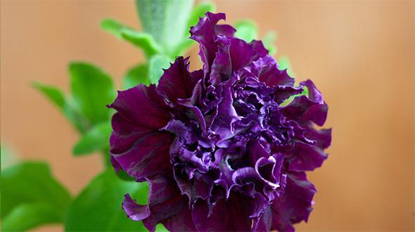 fotografie cu Terry Petunia