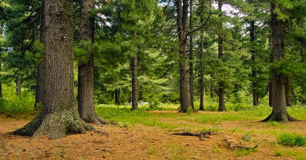 Plantarea de pin în toamnă din pădure