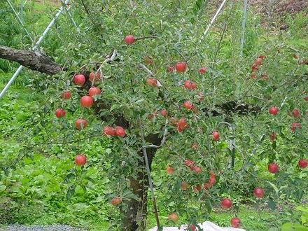 cum să planteze mere în primăvară