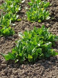 cultivarea și îngrijirea rădăcinilor