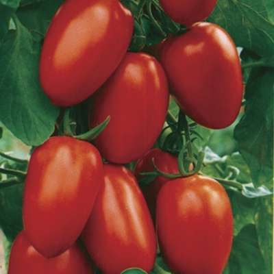 Tomato Maroussia: caracteristici, descrierea soiului, randamentul și revizuirile