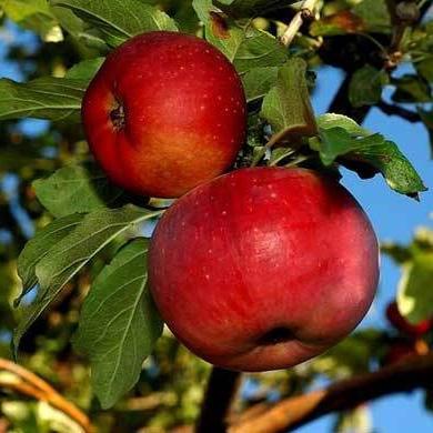 Merele "aport" mere sunt un simbol al Kazahstanului