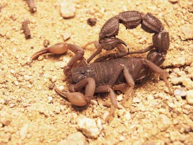 Compatibilitate O femeie de leu, un bărbat Scorpion - este un cuplu bun?