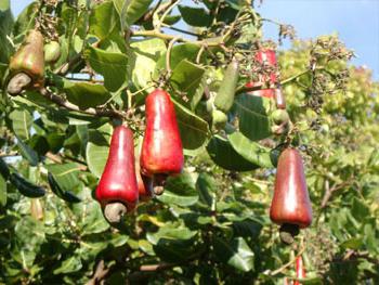 Cum să crească nuci de cajou. În cazul în care să crească cashews