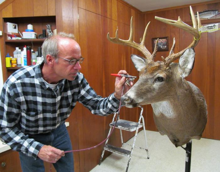 taxidermie umplute