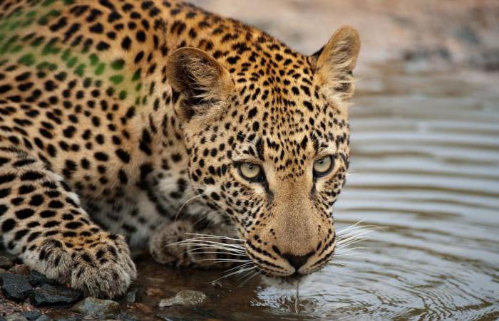 Caracterul leopard african 