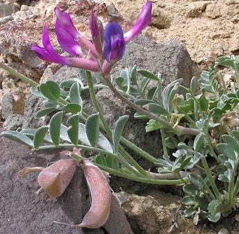 Astragalus este planta nemuririi