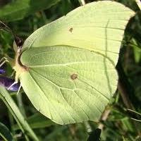 Fluture iarba de lamaie - prima insectă primăvară