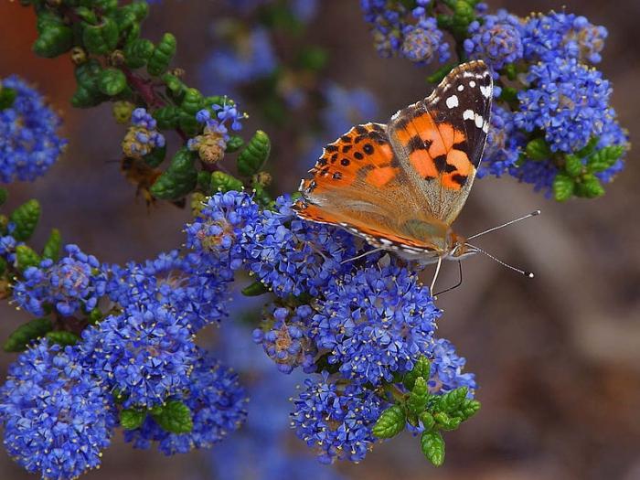 Butterfly-ciocolată-producător de dorințe