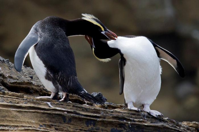 Pinguini cu creasta mare: descriere și fotografie