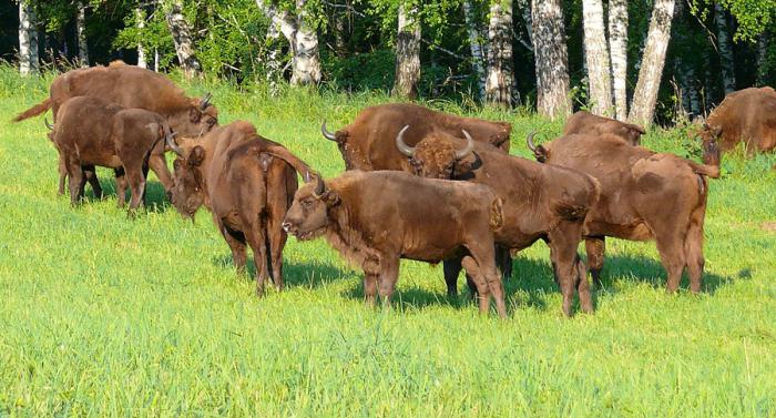 Ce mănâncă bizonul? Bialowieza Bison: fotografie, descriere