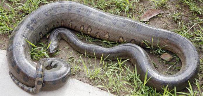 Anaconda gigantică este un pradator în sălbăticie