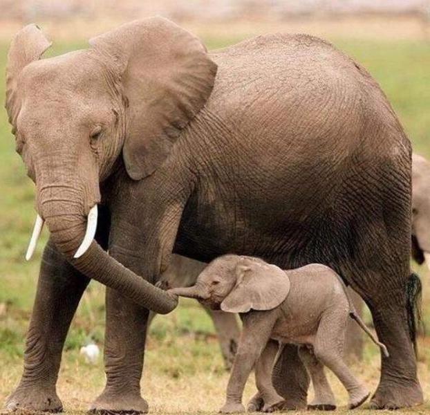 modul în care animalele îngrijesc de tinerii boboci