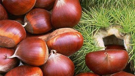 Chestnut cum să crească