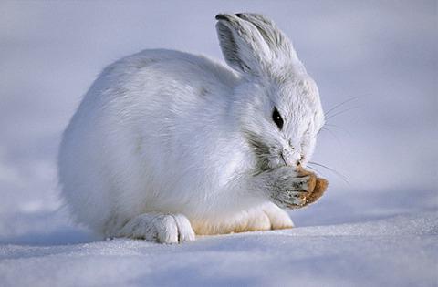 Cum ajung hibernarea iepurilor? Locurile de locuire ale acestora, caracteristicile unui aliment
