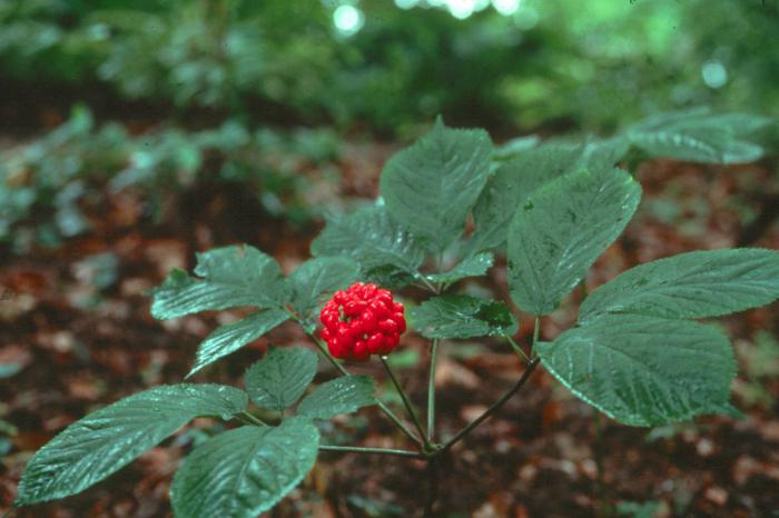 plante rare ale cărții roșii a Rusiei