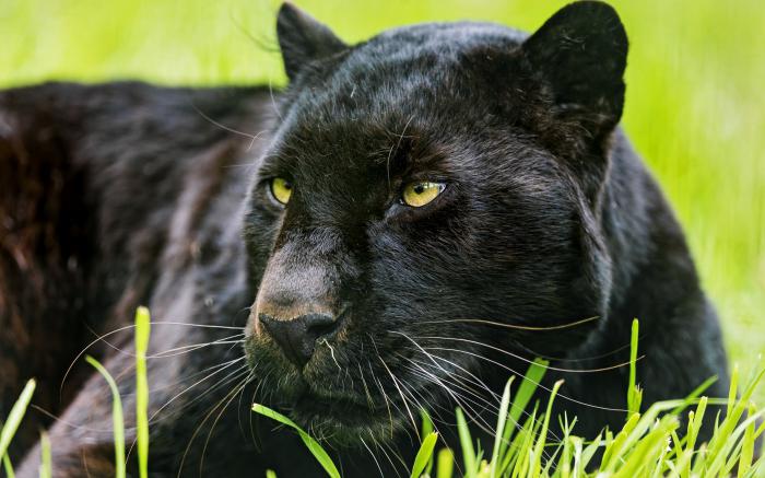 ce animale se găsesc în zona subtropicală umedă