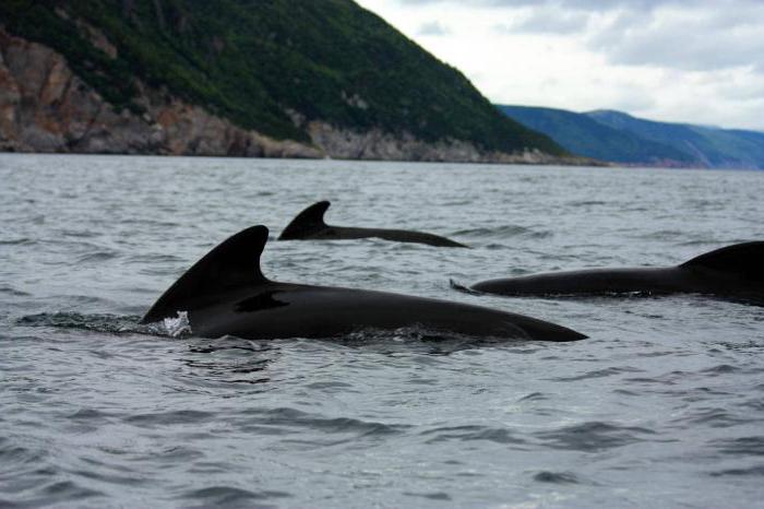 ziua lumii de balene și delfini fotografie