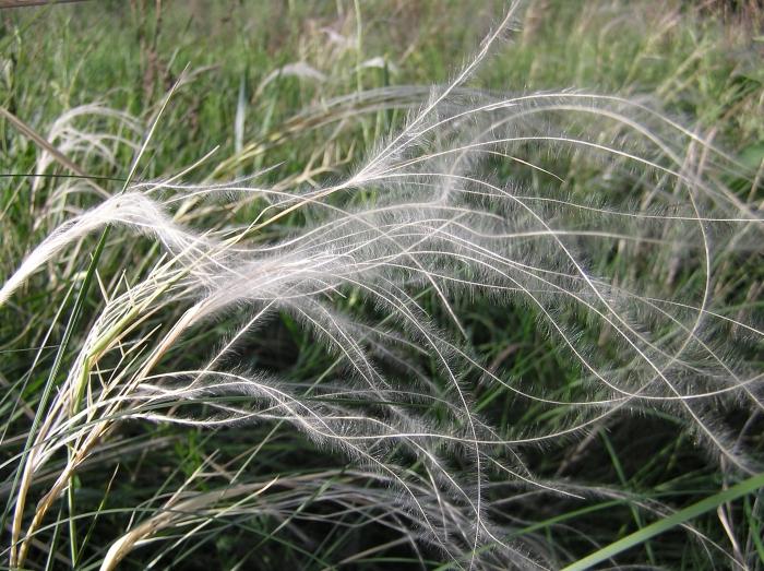 Feather-ul de iarbă din pene