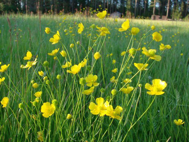  Buttercup otrăvitoare fotografie