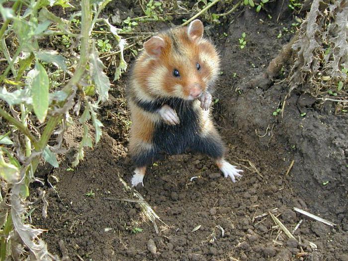 Hamster obișnuit: descriere, conținut și fotografii