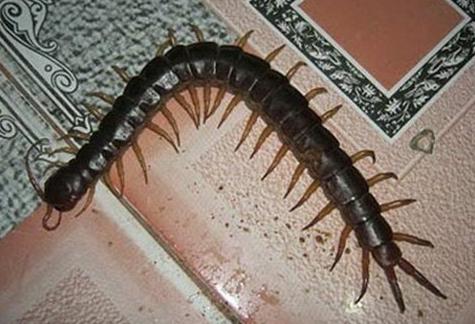 scolopendra Crimeea cum să scapi